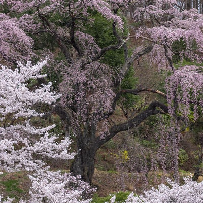 咲く伊勢桜の物語の写真