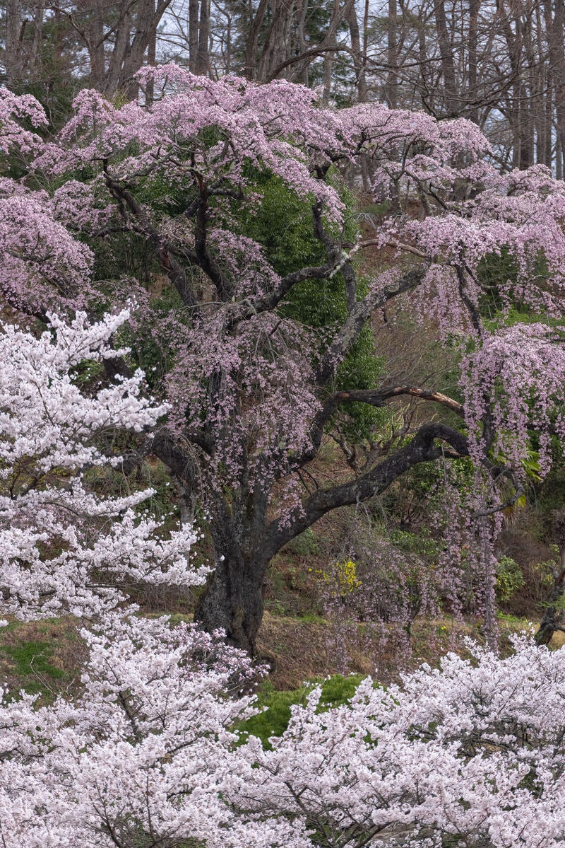 「咲く伊勢桜の物語」の写真