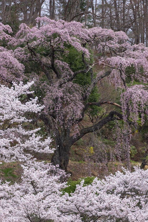 咲く伊勢桜の物語の写真