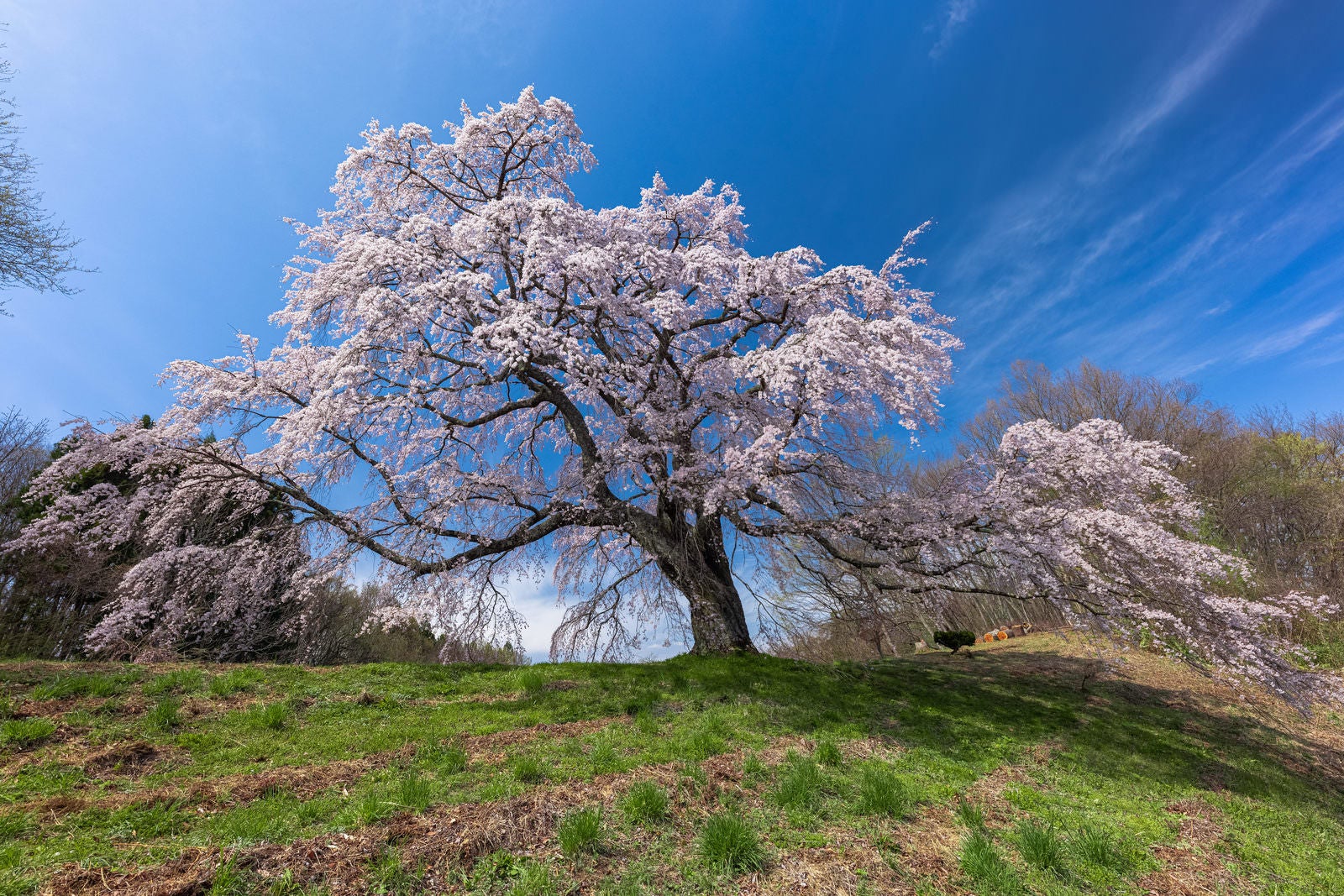 「枝を広げる満開の一本桜（五斗蒔田桜）」の写真