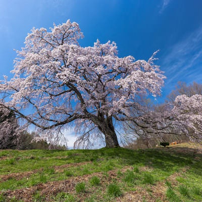 枝を広げる満開の一本桜（五斗蒔田桜）の写真