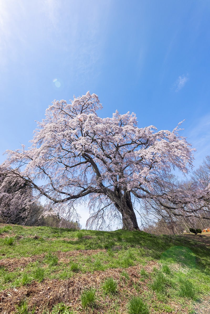 「見上げた一本桜（五斗蒔田桜）」の写真