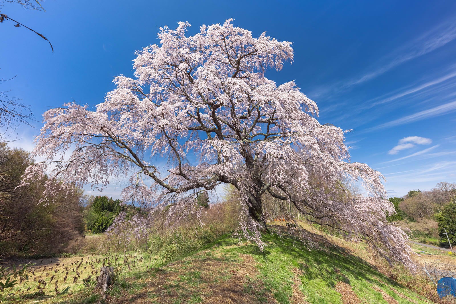 「澄んだ青空と一本桜（五斗蒔田桜）」の写真