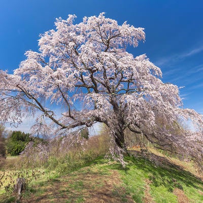 澄んだ青空と一本桜（五斗蒔田桜）の写真