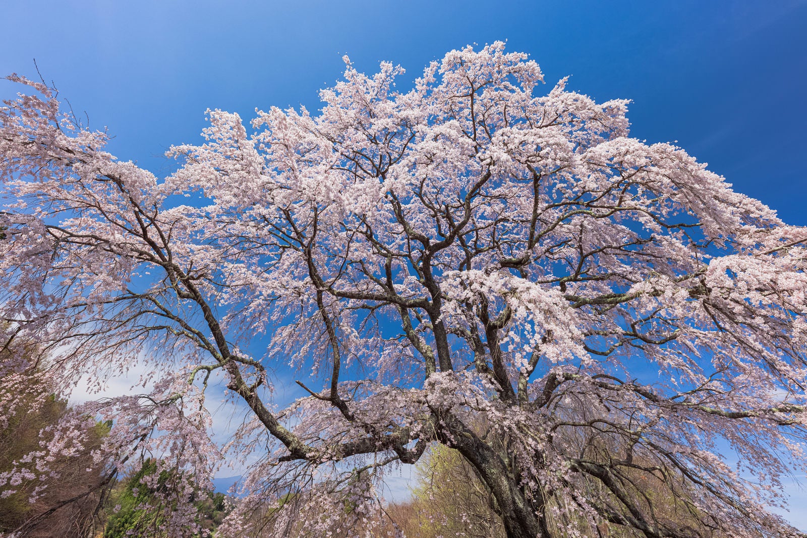 「樹齢約150年のエドヒガン「五斗蒔田の桜」」の写真