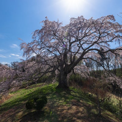 太陽を背にした五斗蒔田の桜の写真
