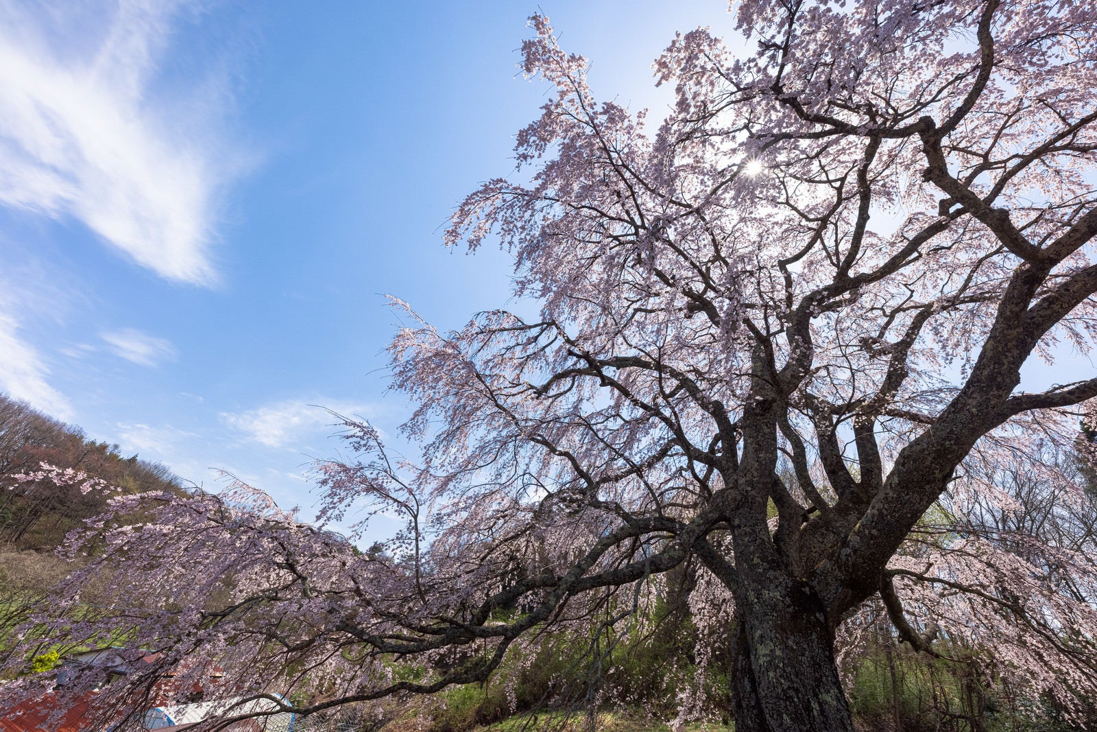 「満開の五斗蒔田桜から覗く光芒」の写真