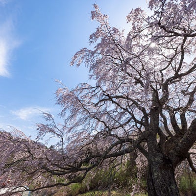 満開の五斗蒔田桜から覗く光芒の写真