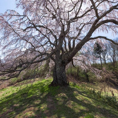 地面に伸びる五斗蒔田桜の影の写真
