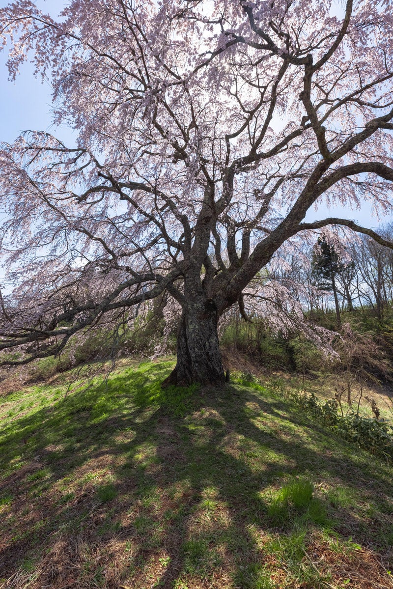 「地面に伸びる五斗蒔田桜の影」の写真