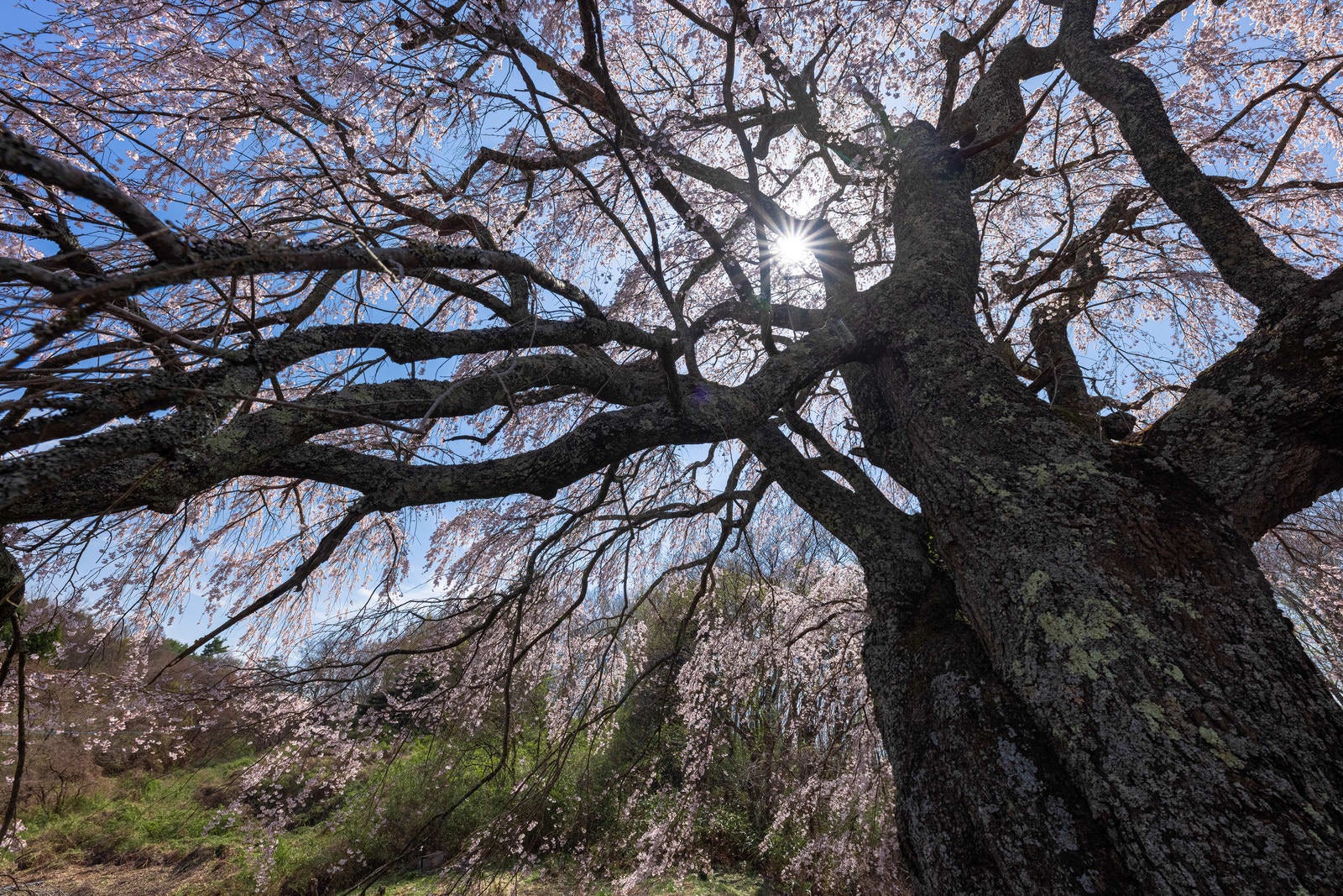 「力強く咲く五斗蒔田の桜」の写真