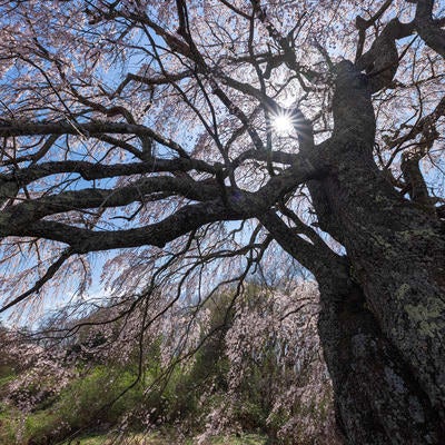 力強く咲く五斗蒔田の桜の写真