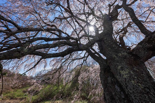 力強く咲く五斗蒔田の桜の写真