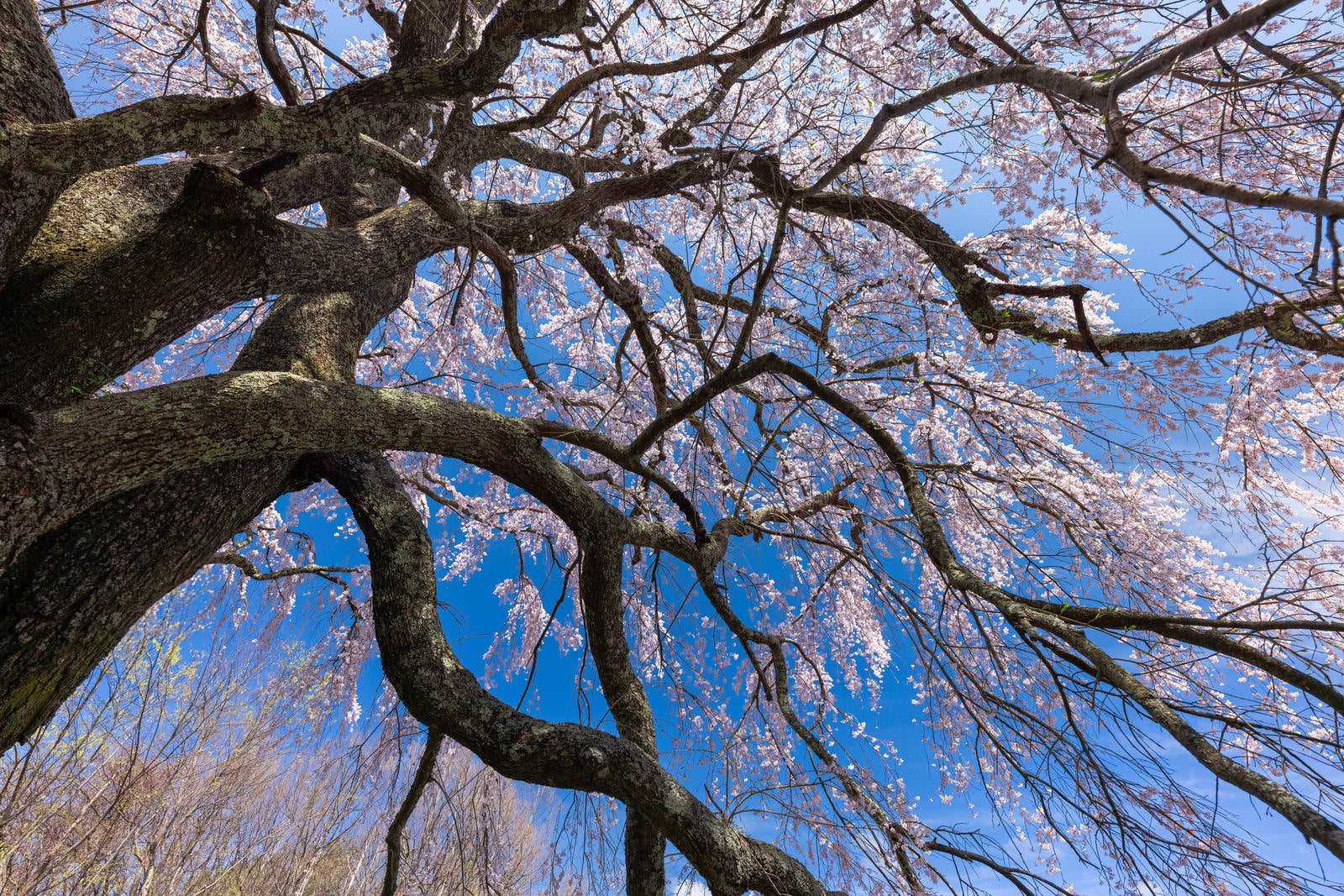 「空に伸びる一本桜（五斗蒔田桜）」の写真