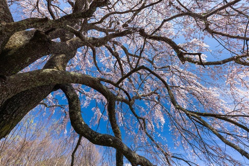 空に伸びる一本桜（五斗蒔田桜）の写真