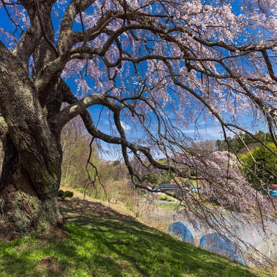 土手の上に咲く五斗蒔田の桜の写真