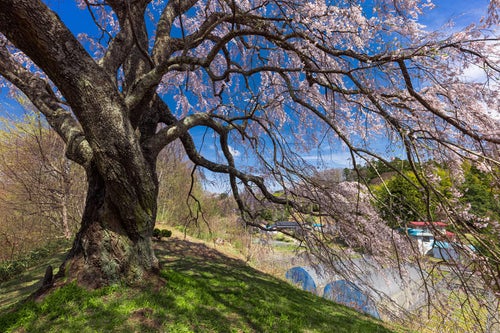 土手の上に咲く五斗蒔田の桜の写真