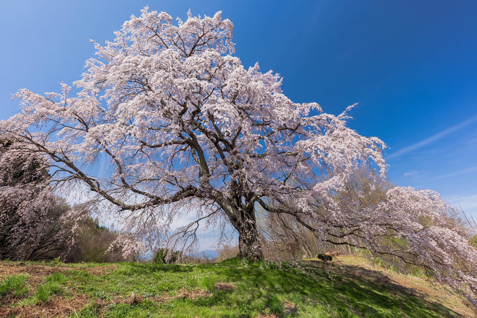 「満開になった一本桜の存在感（五斗蒔田桜）」の写真