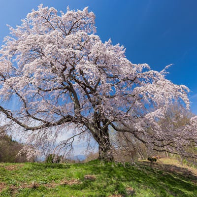 満開になった一本桜の存在感（五斗蒔田桜）の写真