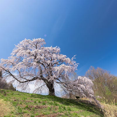 高台に聳える一本桜（五斗蒔田桜）の写真