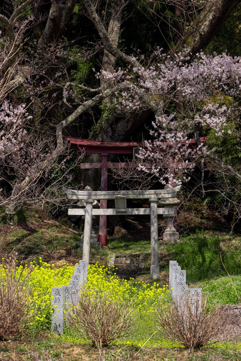 「子授け櫻の麓にあるふたつの鳥居」の写真