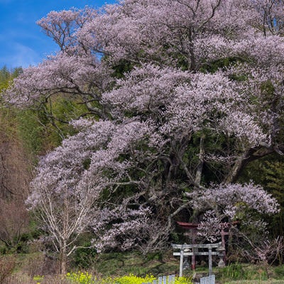 福島県郡山市で咲く子授け櫻の写真
