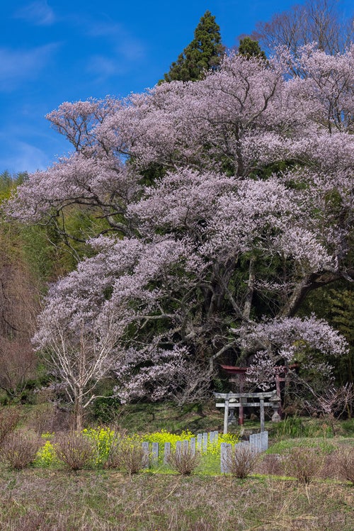 福島県郡山市で咲く子授け櫻の写真
