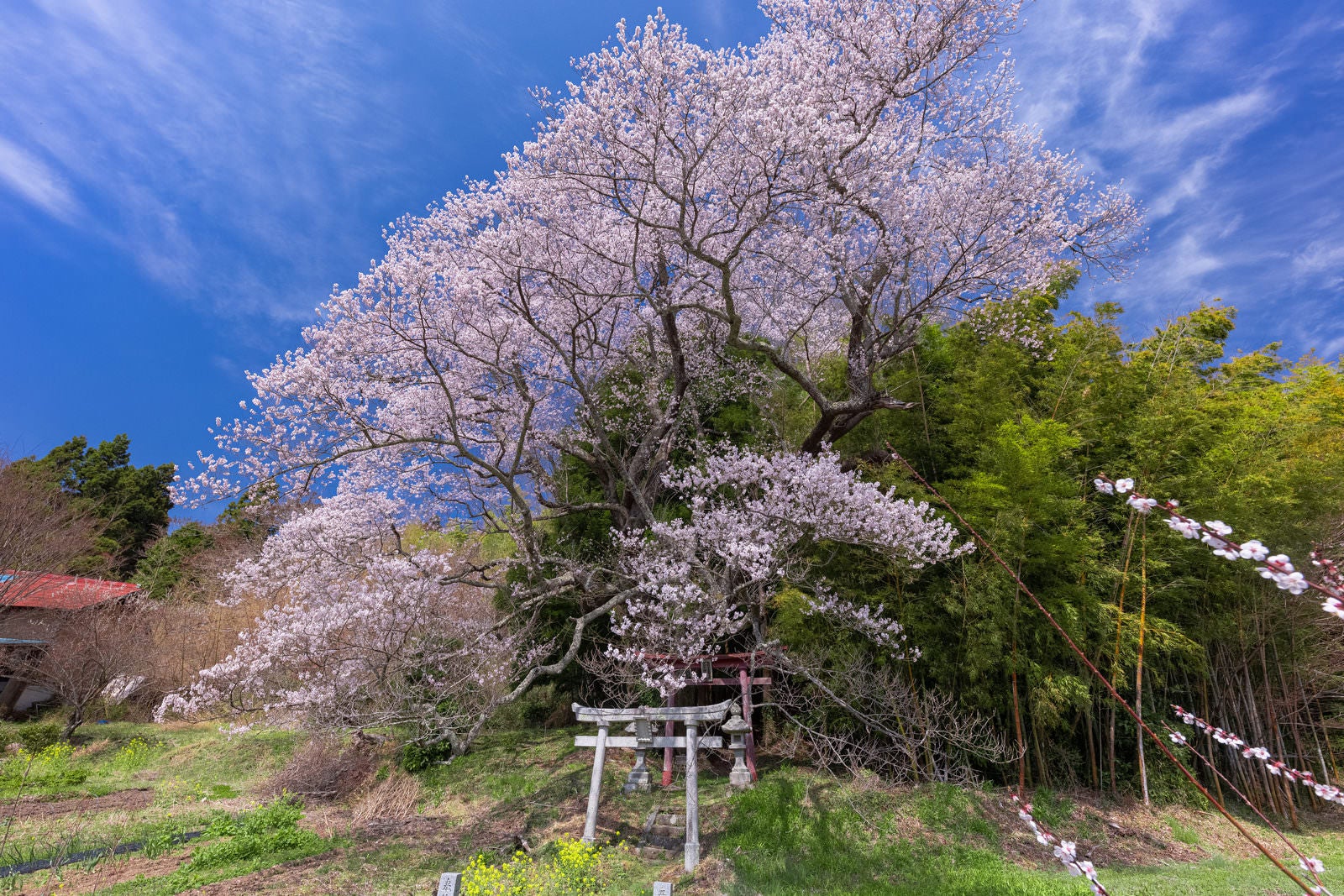 「大和田稲荷神社の竹林と子授け櫻」の写真