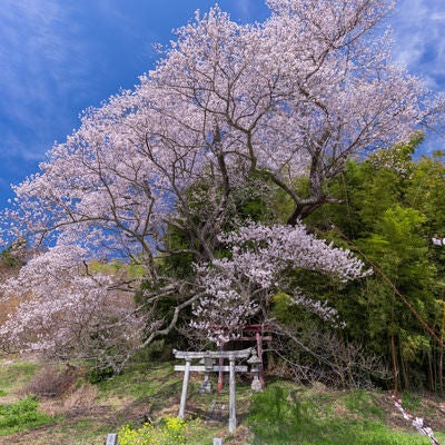大和田稲荷神社の竹林と子授け櫻の写真