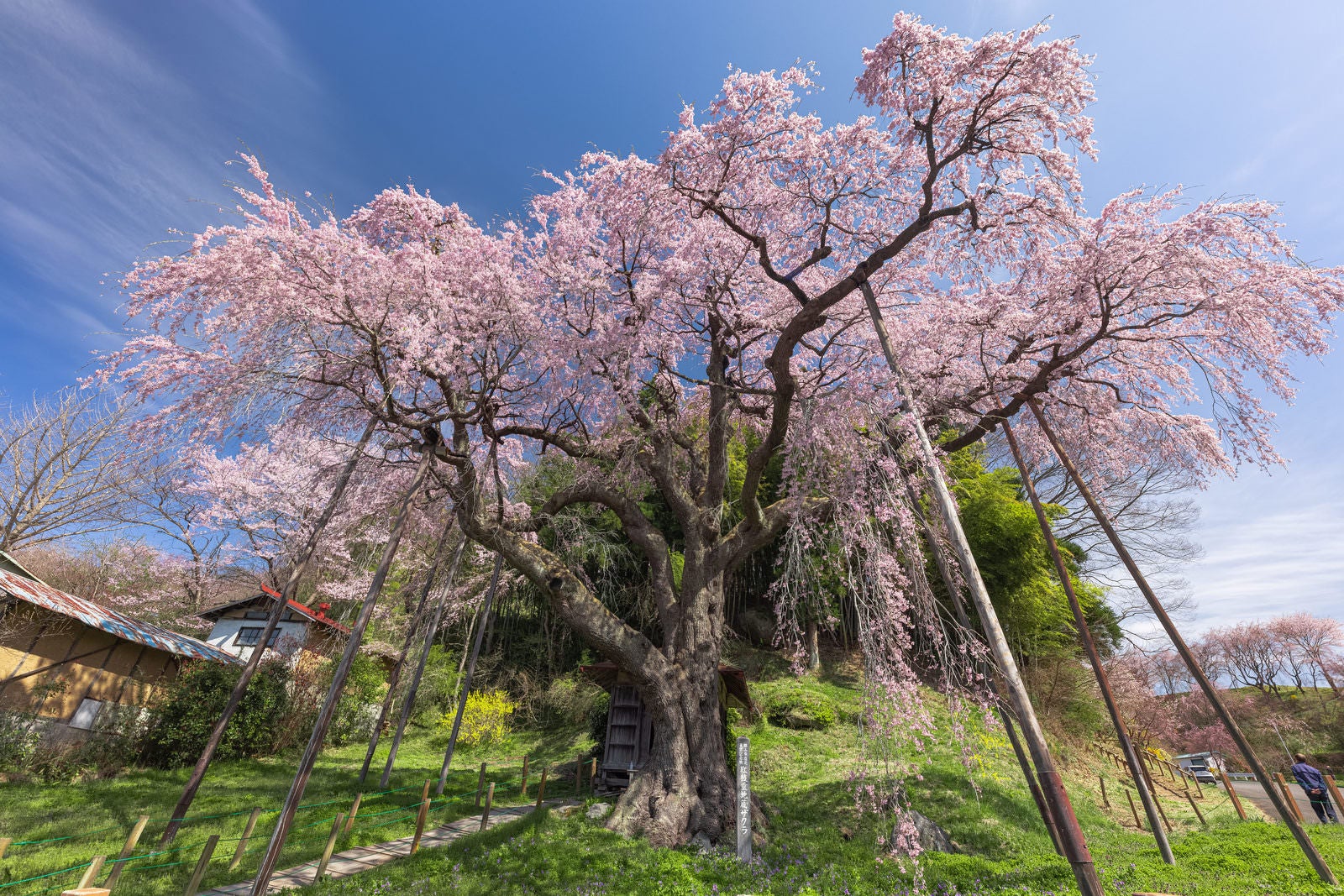 「満開に咲き誇る紅枝垂地蔵桜の存在感」の写真