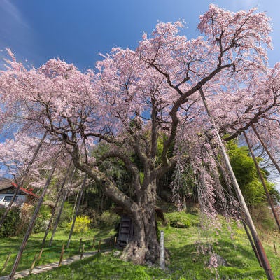 満開に咲き誇る紅枝垂地蔵桜の存在感の写真