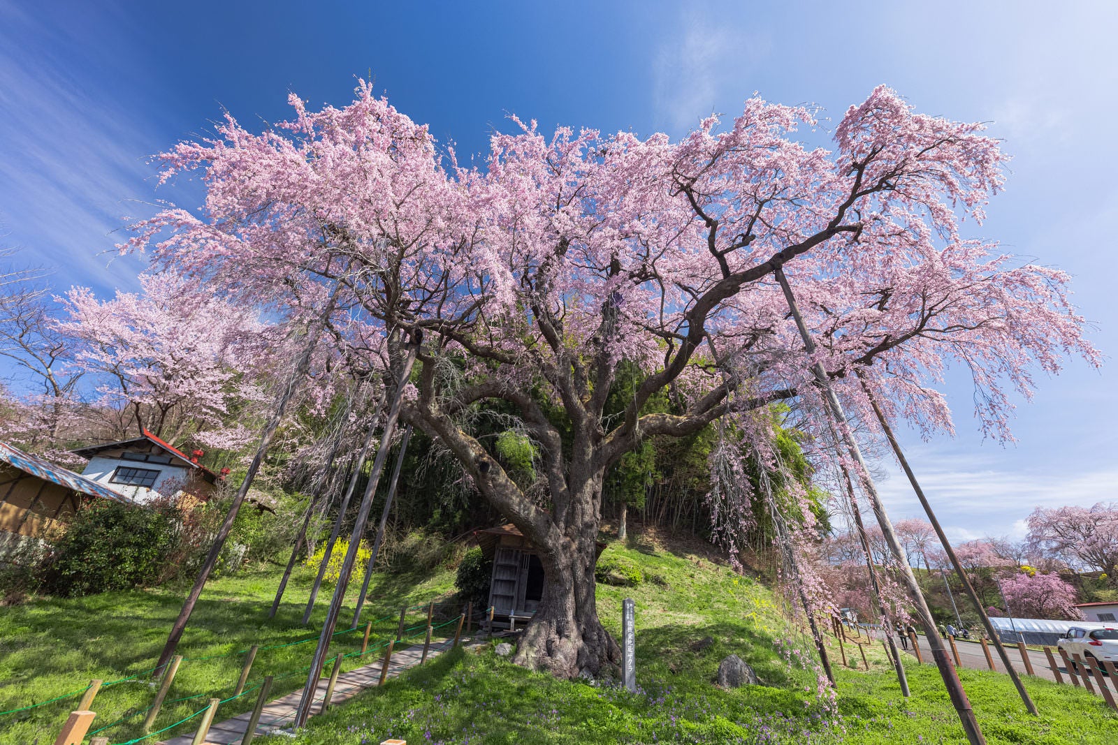 「推定樹齢400年「延命地蔵尊・紅枝垂地蔵桜」」の写真