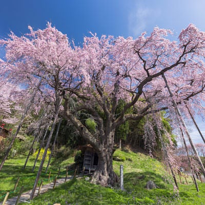 推定樹齢400年「延命地蔵尊・紅枝垂地蔵桜」の写真