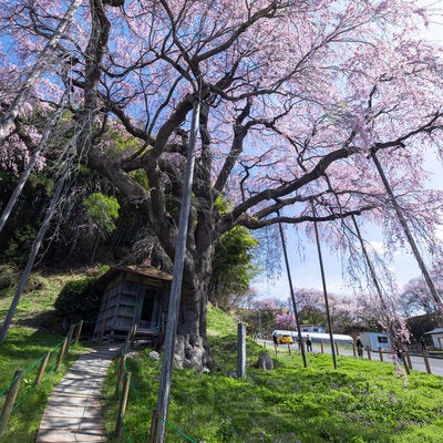 地蔵堂へ続く木道と紅枝垂地蔵桜の写真