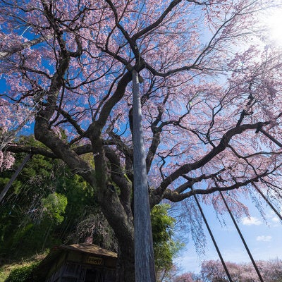 根本から見上げる紅枝垂地蔵桜の写真