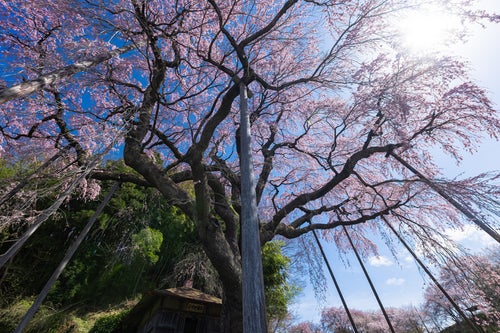 根本から見上げる紅枝垂地蔵桜の写真