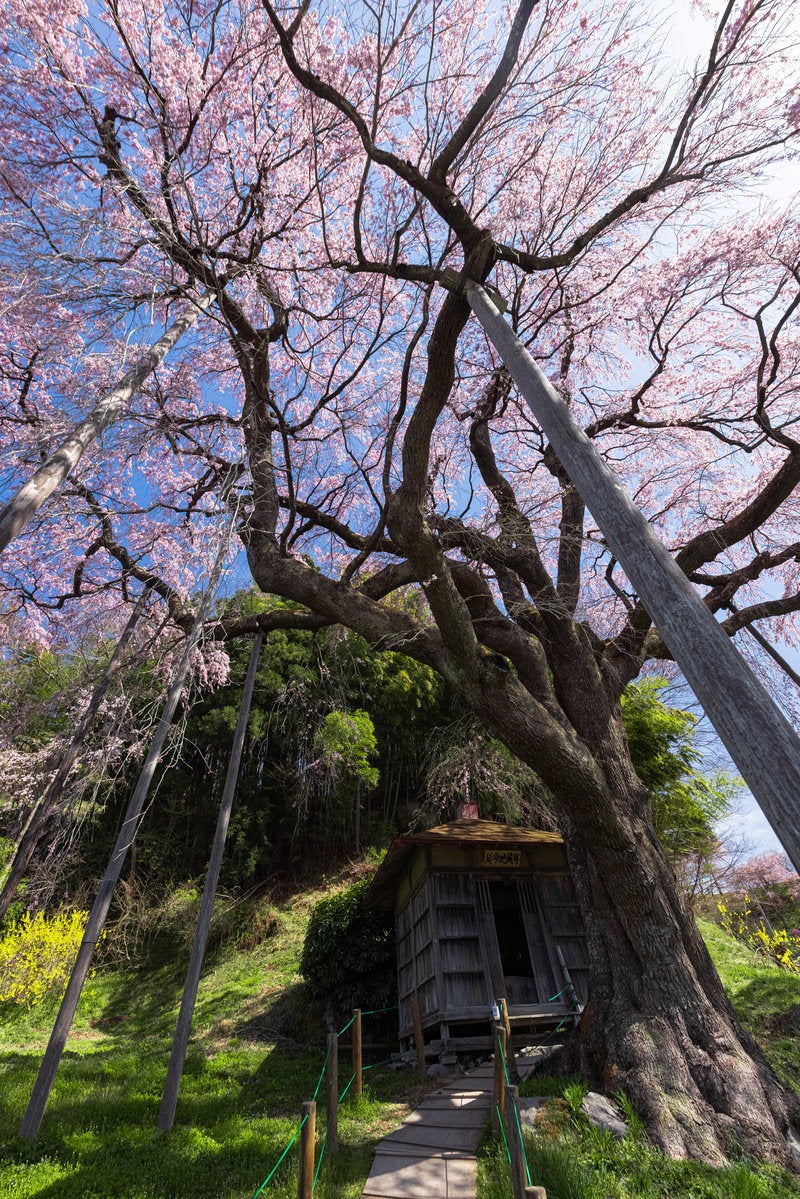 「支柱に支えられた紅枝垂地蔵桜と地蔵堂」の写真