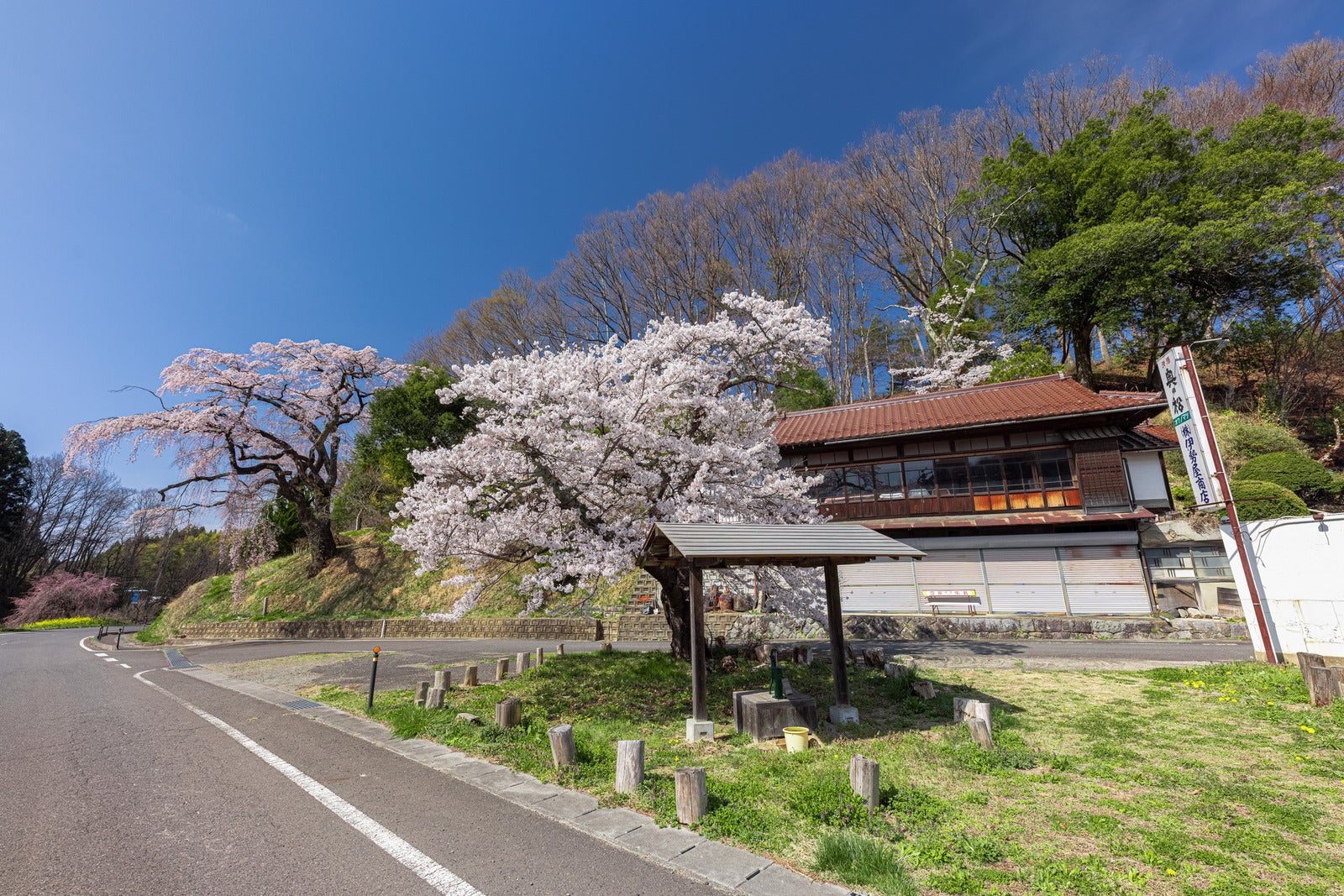 「春の伊勢桜小屋で見る桜の風景」の写真