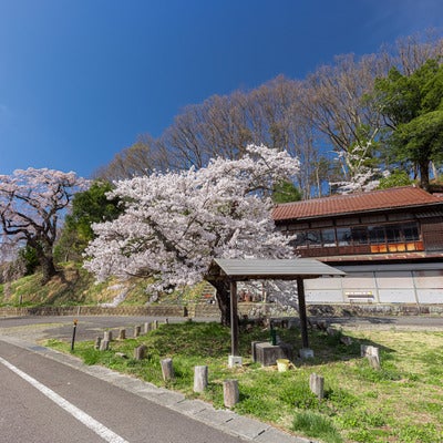 春の伊勢桜小屋で見る桜の風景の写真