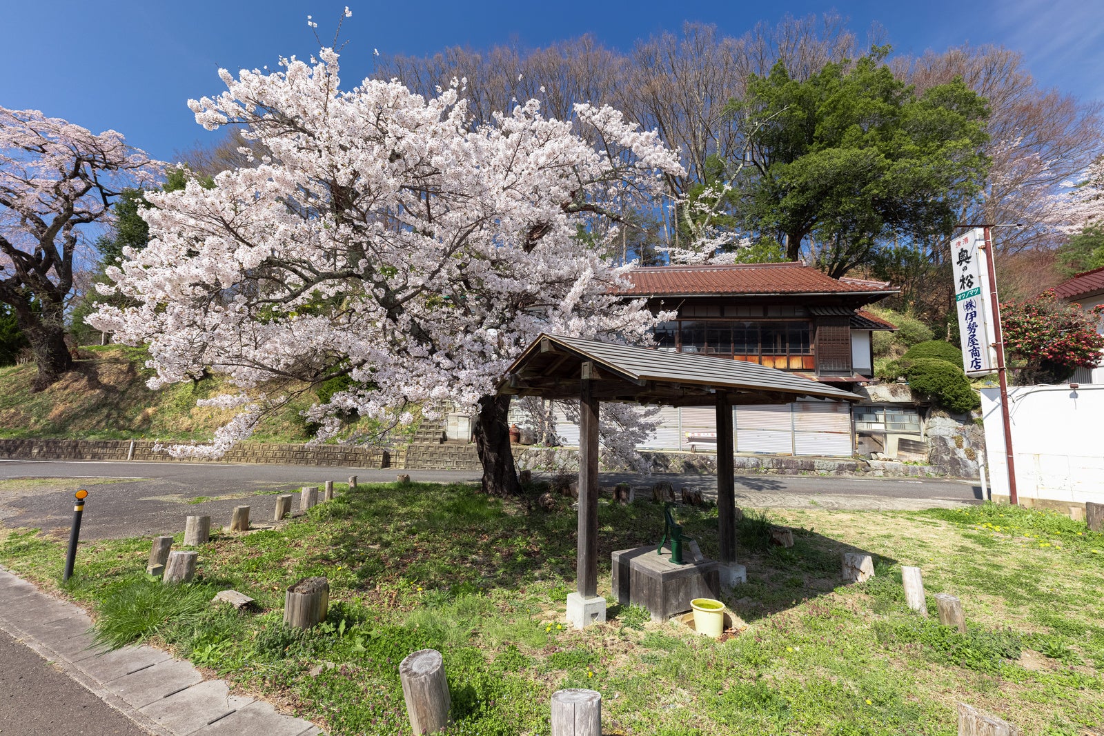 「伊勢桜近辺に咲くの下の井戸」の写真