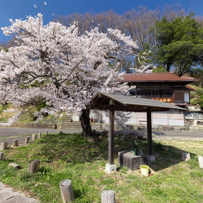 伊勢桜近辺に咲くの下の井戸の写真