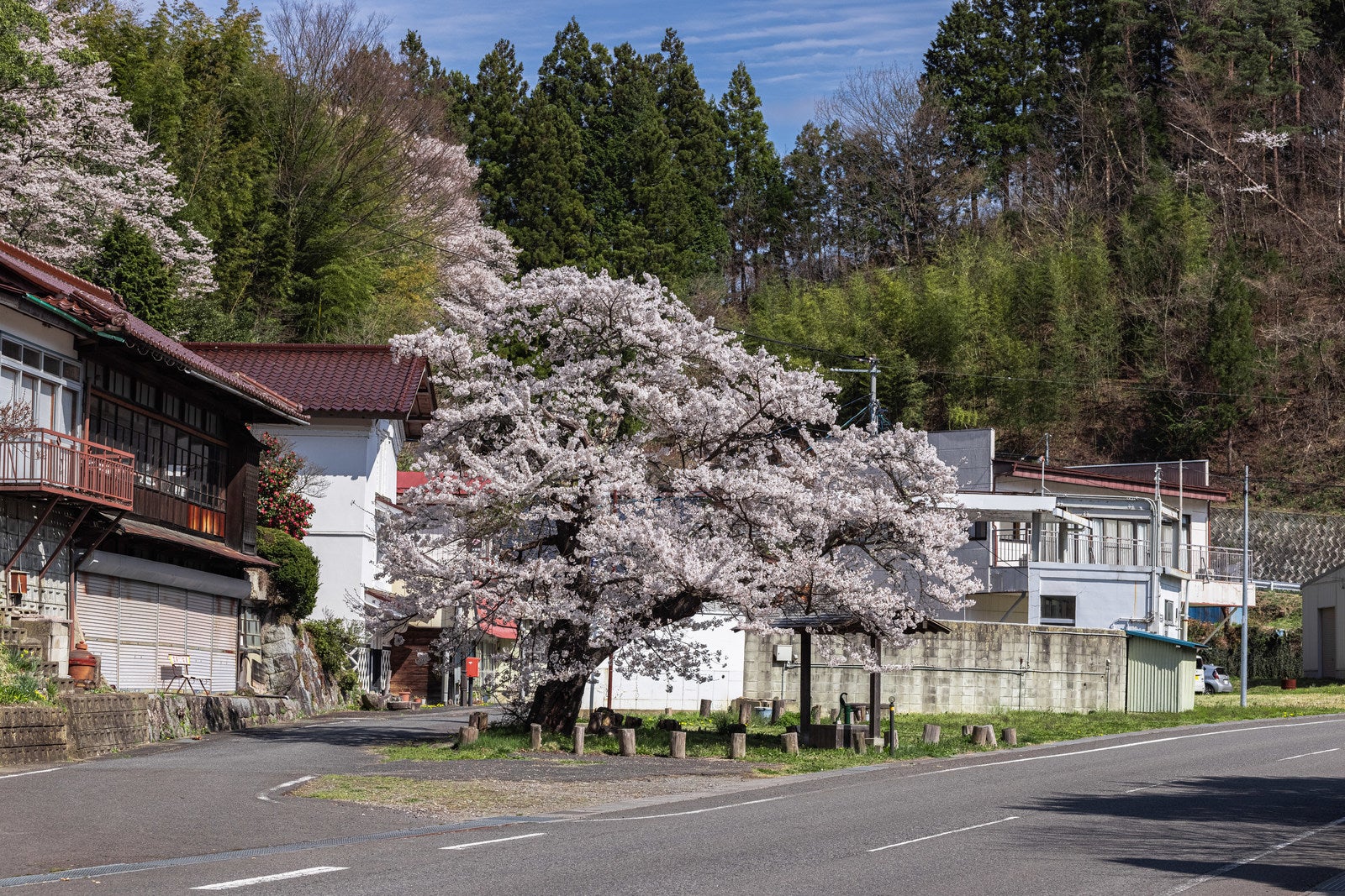 「住宅地に訪れる春と伊勢桜」の写真