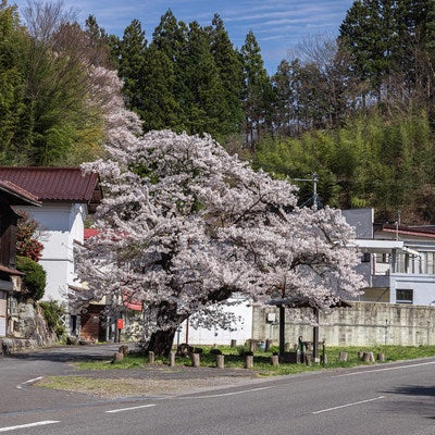 住宅地に訪れる春と伊勢桜の写真