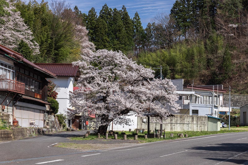 住宅地に訪れる春と伊勢桜の写真