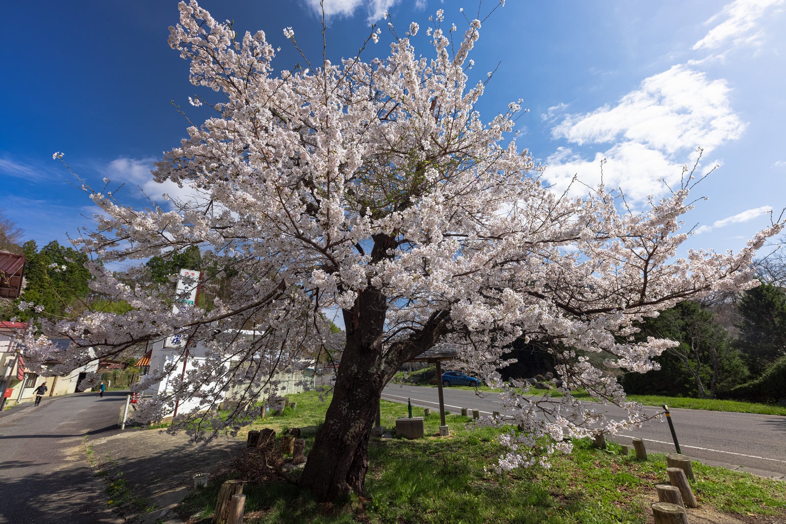 「青空を背にした伊勢桜前に大きく咲く桜」の写真