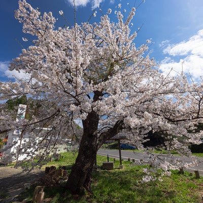 青空を背にした伊勢桜前に大きく咲く桜の写真