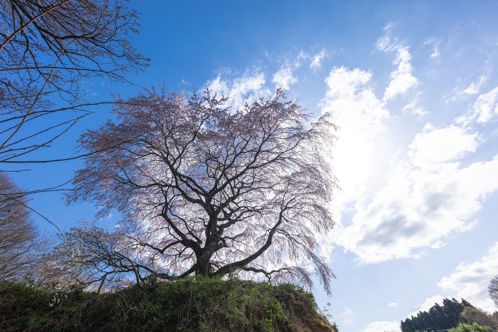 「高台に聳える枝垂桜（表の桜） | フリー素材のぱくたそ」の写真