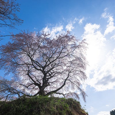 高台に聳える枝垂桜（表の桜）の写真