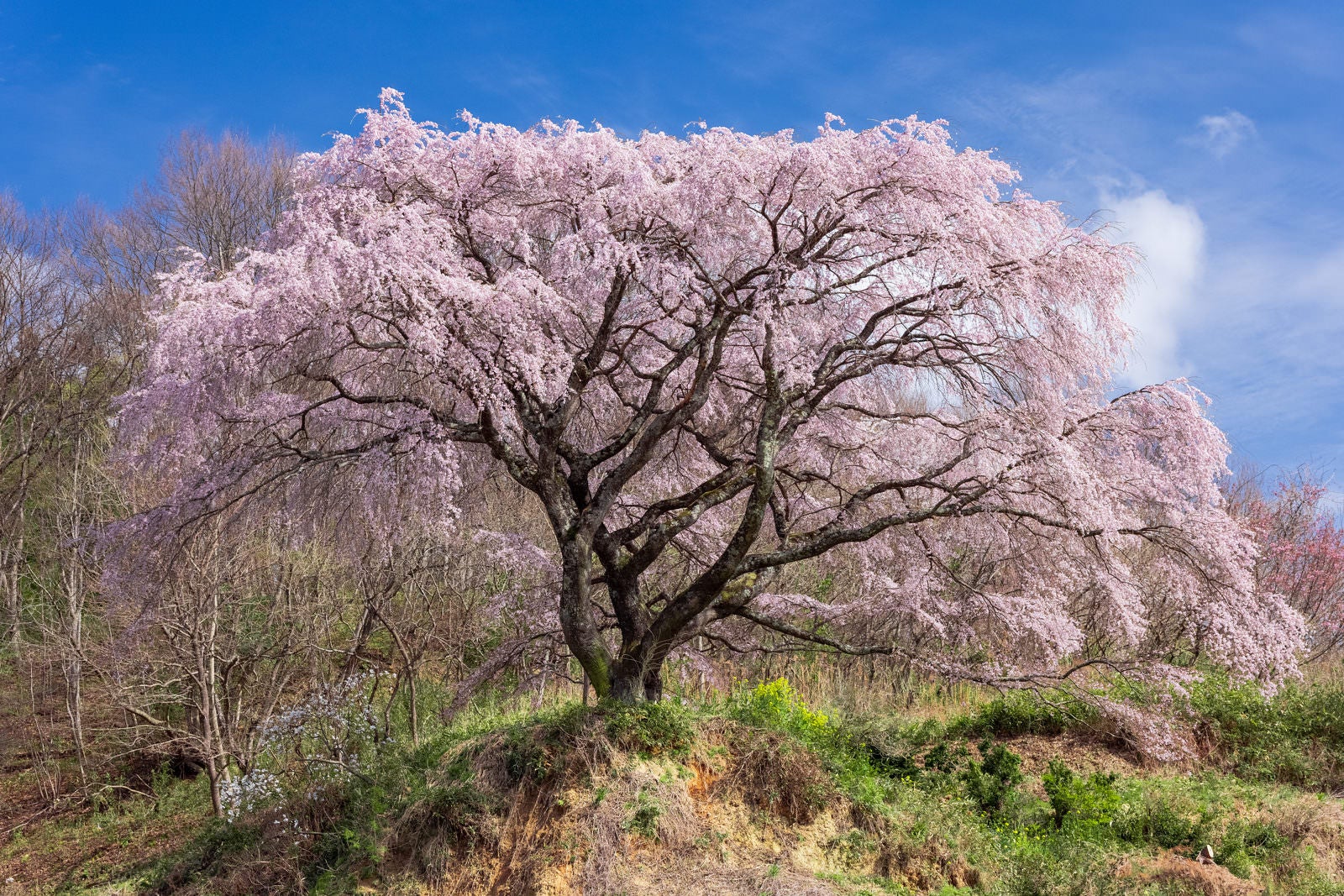 青空を背景に薄桃色の花で満開に咲く大きな枝垂桜の一本桜