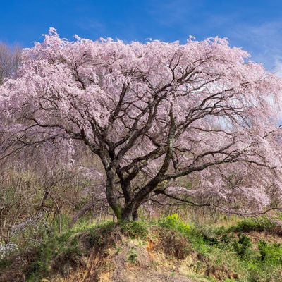 青空に映える満開の枝垂桜の写真